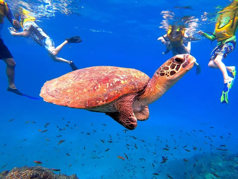 Snorkelers exploring Caño Island coral reef on the most popular snorkeling uvita Costa Rica tour with blue Pacific waters