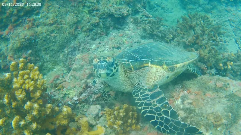 Snorkeler at Caño Island and hikers on Marino Ballena coastal trail on a combo snorkeling uvita Costa Rica tour